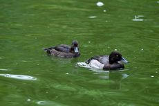 Reiherente (9 von 12).jpg